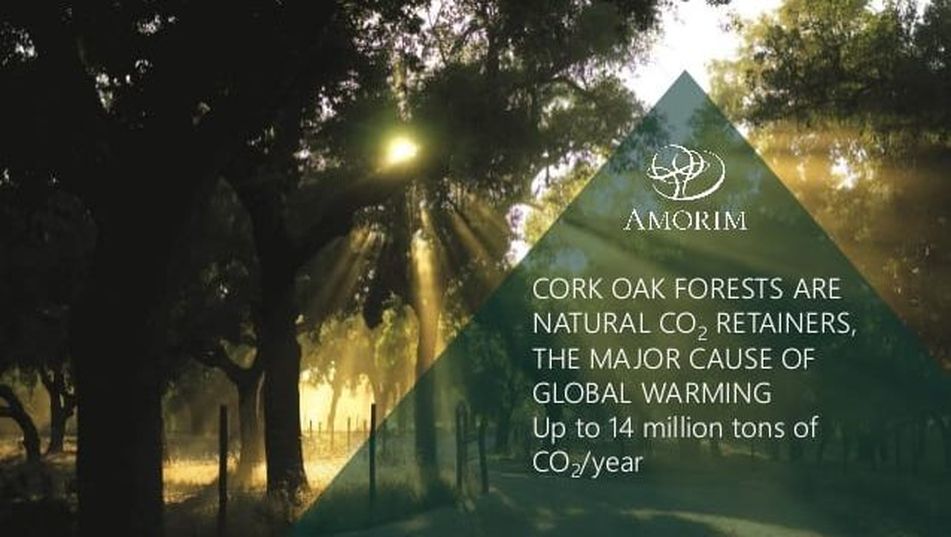 軟木森林吸收二氧化碳